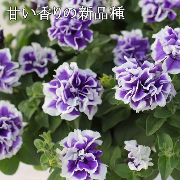 香りの八重咲きペチュニア ヴァンサンカン ブルーピコティ 3寸ロングポット 12苗セット 松原園芸育種交配 Buyee Buyee Japanischer Proxy Service Kaufen Sie Aus Japan