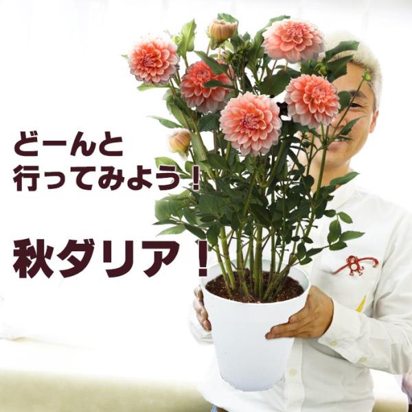 送料無料 秋ダリア 8号大鉢 蕾でお届け 黒蝶 結納 ポートライトペアビューティー 鉢植え 花 ギフト Buyee Buyee Japanischer Proxy Service Kaufen Sie Aus Japan