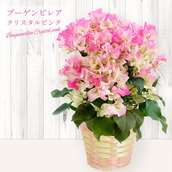 母の日 プレゼント 花鉢 花 鉢植え 70代 60代 50代 母の日 の花 母の日に送る花 配送 母の日のプレゼント「ブーゲンビレア クリスタルピンク 5号鉢」
