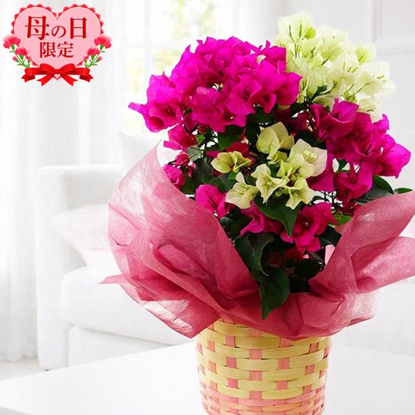 母の日 プレゼント 花鉢 花 鉢植え おすすめ おしゃれ 豪華 70代 60代 50代 おすすめ おしゃれ 豪華「ブーゲンビレア 2色咲き」 5号鉢植え