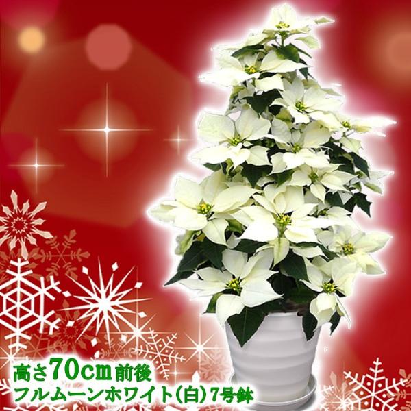 ポインセチア 生花の人気商品 通販 価格比較 価格 Com