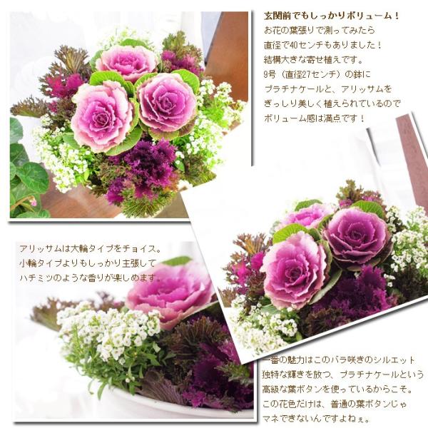 送料無料 葉ボタン 葉牡丹 寄せ植え 香るバラ咲き葉ボタン 正月飾り 玄関用 葉ボタンの寄せ植え 迎春 クリスマス お歳暮 Buyee 日本代购平台 产品购物网站大全 Buyee一站式代购 Bot Online