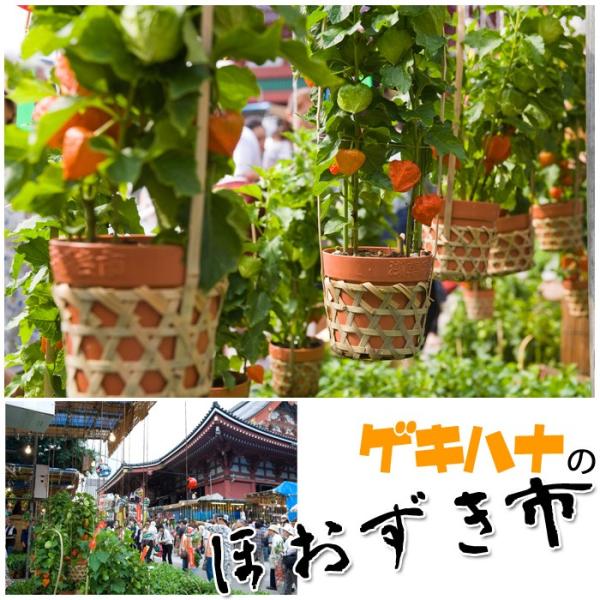 代引き不可 送料無料 ほおずき 鉢植え お中元 人気 お盆 鬼灯 ホオズキ ほおずき市 ほおずき鉢植え 風鈴のおまけつき Buyee Servicio De Proxy Japones Buyee Compra En Japon