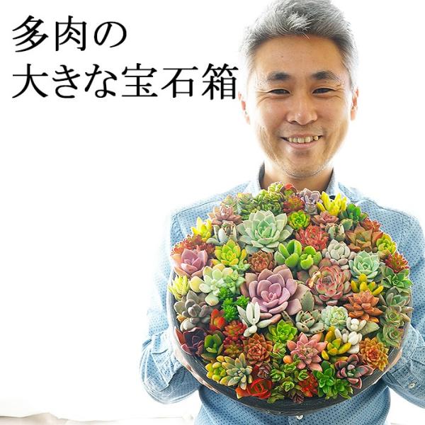 多肉植物 寄せ植え