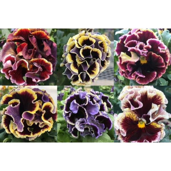 パンジー ドラキュラmix 6苗セット 送料無料 強烈なフリルの八重咲き アンティークな花色の超絶激レア Buyee Buyee 日本の通販商品 オークションの代理入札 代理購入