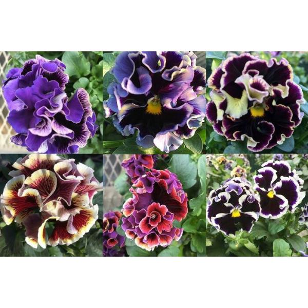 パンジー ドラキュラmix 6苗セット 送料無料 強烈なフリルの八重咲き アンティークな花色の超絶激レア Buyee Buyee 日本の通販商品 オークションの代理入札 代理購入