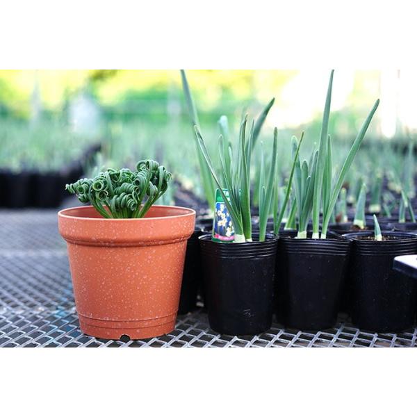 送料無料 大株 アルブカ スピラリス フリズルシズル 5寸 珍しい 観葉植物 アルブカ 販売 Buyee Buyee 提供一站式最全面最專業現地yahoo Japan拍賣代bid代拍代購服務 Bot Online
