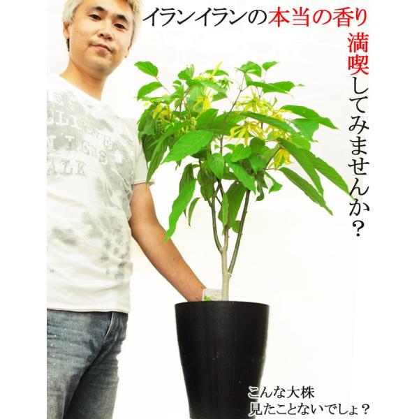 送料無料 イランイラン 特大株 7号鉢 鉢花 ラッピング メッセージカード不可 Buyee Buyee Japanese Proxy Service Buy From Japan Bot Online