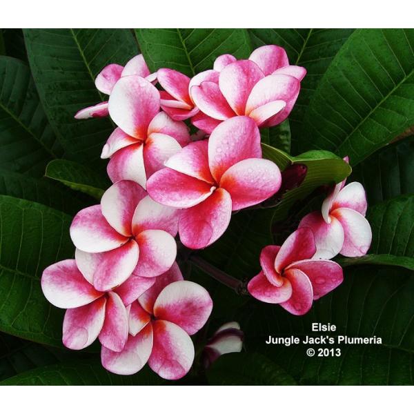 プルメリア エルシー Elsie 5寸 1鉢 プルメリア苗 販売 未開化株 Buyee Buyee 日本の通販商品 オークションの代理入札 代理購入