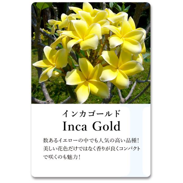 プルメリア インカゴールド Inca Gold 5寸 1鉢 イエロー 南国 鉢花 Buyee Buyee 日本の通販商品 オークションの代理入札 代理購入