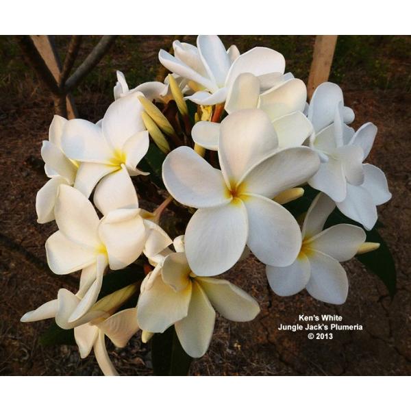 プルメリア ケンズホワイト Ken S White 5寸 1鉢 プルメリア苗 販売 Buyee Buyee 日本の通販商品 オークションの代理入札 代理購入