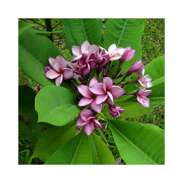 プルメリア パープルジャック Purple Jack 5寸 1鉢 プルメリア苗 販売 花苗 Buyee Buyee Japanese Proxy Service Buy From Japan Bot Online