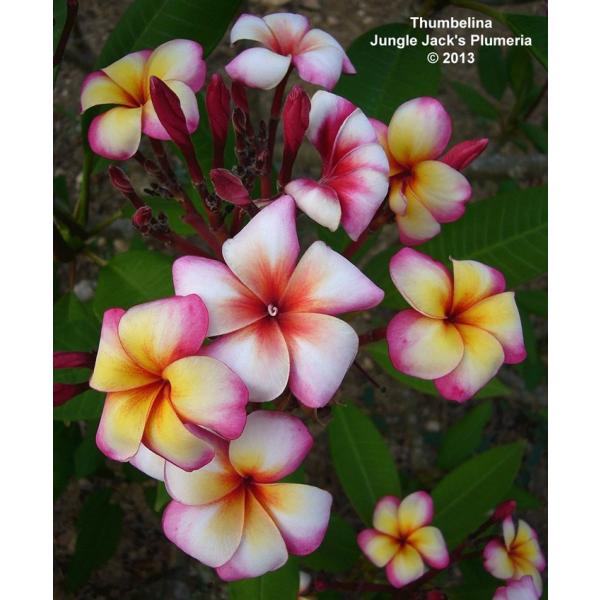 4 28から5 16着不可 プルメリア サンバリーナ Thumbalina 5寸 1鉢 花苗 プルメリア苗 販売 Buyee Buyee Japanese Proxy Service Buy From Japan Bot Online