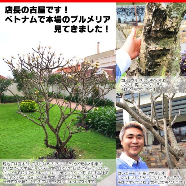 送料無料 虹色のプルメリア 苗 蕾ナシ 6寸大株 プルメリア 苗 鉢植え 苗木 品種 育て方 販売 Buyee 日本代购平台 产品购物网站大全 Buyee一站式代购 Bot Online