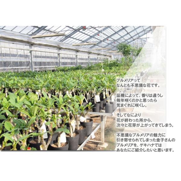 プルメリア 苗木 香り 送料無料 虹色のプルメリア 苗 ケンズホワイト以外は蕾付き 6寸 大株 Buyee Buyee Japanese Proxy Service Buy From Japan Bot Online