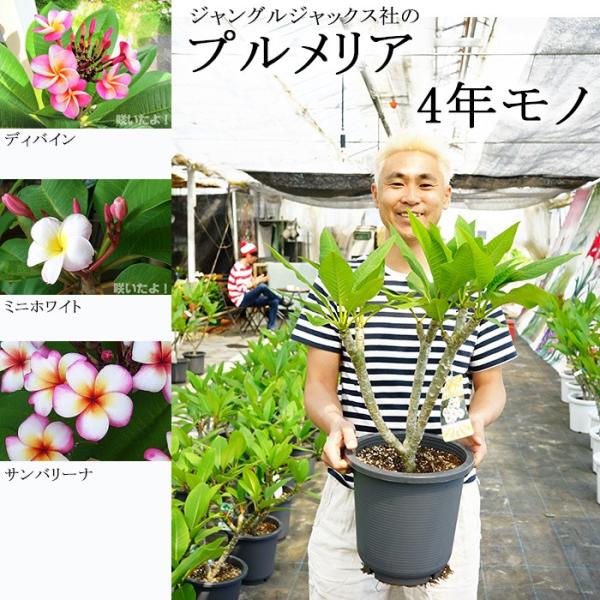 送料無料 超希少プルメリア 4年モノ 8号鉢 プルメリア 苗 鉢植え 苗木 ジャングルジャックス社 Shiki Pul4y ゲキハナ初心者さんのお花屋さん 通販 Yahoo ショッピング