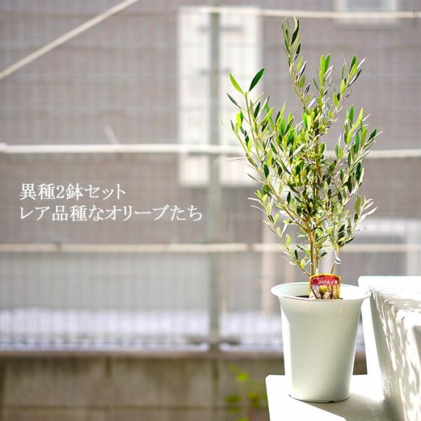 送料無料 オリーブの木 6寸 2鉢セット 全5種選び放題 チプレッシーノ アルベキーナ コロネイキ コラティーナ コレッジョラ Buyee Buyee Japanese Proxy Service Buy From Japan Bot Online