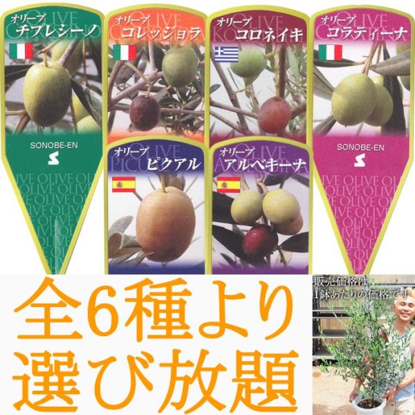 予約受付中 オリーブの木 8寸 全6種 高さ1cm前後 送料無料 チプレッシーノ アルベキーナ コロネイキ コラティーナ コレッジョラ ピクアル Buyee Buyee Japanese Proxy Service Buy From Japan Bot Online
