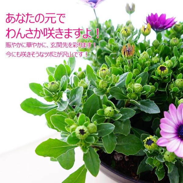 オステオスペルマム 花苗 寄せ植え 鉢植え 送料無料 多年草 毎年咲く 8号鉢 直径24センチ Buyee Buyee 提供一站式最全面最專業現地yahoo Japan拍賣代bid代拍代購服務 Bot Online