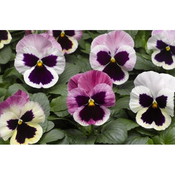 パンジー デザイナーズコレクション ピンクウィズブロッチ 3 5寸 24苗セット 花苗 産地直送 ピンピンしてます 鮮度抜群の逸品たち Buyee Buyee 日本の通販商品 オークションの代理入札 代理購入