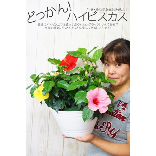 ハイビスカス 3色植え お任せ鉢植え 送料無料 9号鉢 プレゼント ギフト 苗 花 夏 室内 屋外 窓際 Buyee Buyee 提供一站式最全面最專業現地yahoo Japan拍賣代bid代拍代購服務 Bot Online