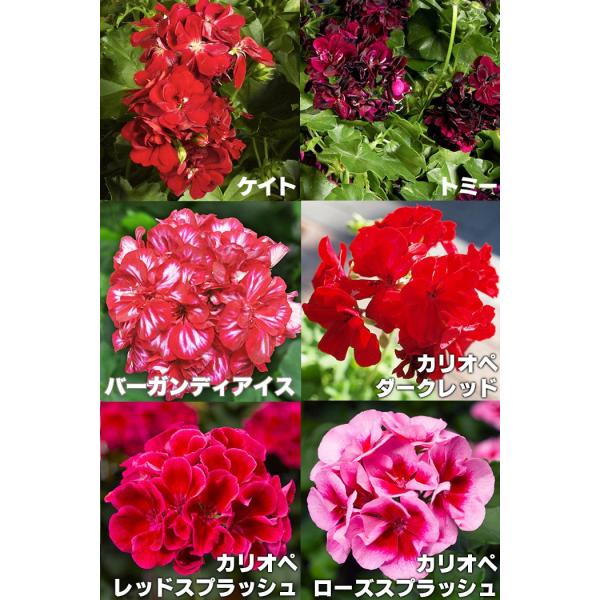 アイビーゼラニウム カリオペ 4 5号鉢 2鉢セット 送料無料 ヨーロッパスタイル ハンギング ガーデニング Buyee Buyee Japanese Proxy Service Buy From Japan Bot Online
