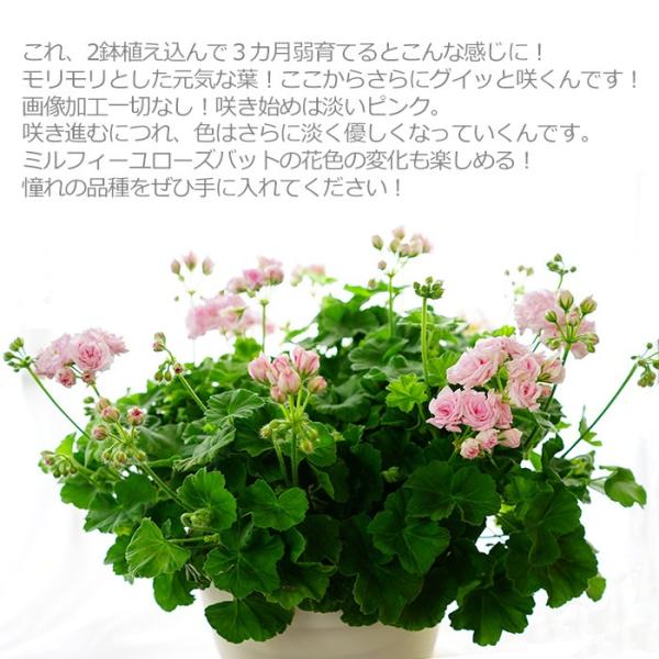 ゼラニウム ミルフィーユ ローズバット 送料無料 2鉢セット 5寸 ゼラニウム ゼラニューム 鉢 Buyee Buyee Japanese Proxy Service Buy From Japan Bot Online