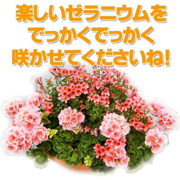 全10色 送料無料 ゼラニウム クオリティシリーズ 5号 2鉢セット ゼラニューム Buyee Buyee 日本の通販商品 オークションの代理入札 代理購入
