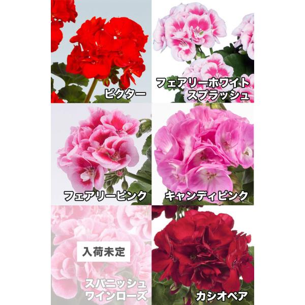 12 25 1 5お休み 全10色 送料無料 ゼラニウム クオリティシリーズ 5号 2鉢セット ゼラニューム Buyee Buyee 日本の通販商品 オークションの入札サポート 購入サポートサービス