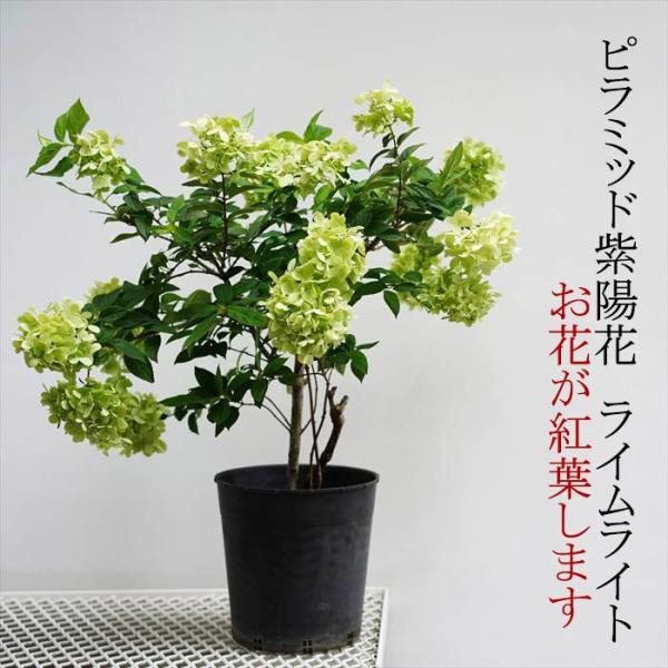 現在花ナシ剪定済み ピラミッド紫陽花 ノリウツギ ライムライト 7号 紅葉する紫陽花です 庭植えにも使えます Taito Lime8 ゲキハナ初心者さんのお花屋さん 通販 Yahoo ショッピング