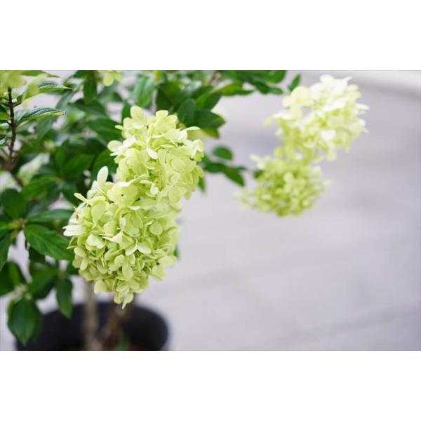 ピラミッド紫陽花 ノリウツギ ライムライト 7号 紅葉する紫陽花です 庭植えにも使えます 現在花ナシで二度咲きのツボミがちらっと見える状態です Dejapan 手数料０円で日本の商品を購買代行 落札代行