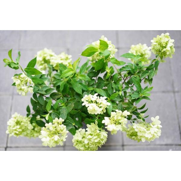 現在花ナシ剪定済み ピラミッド紫陽花 ノリウツギ ライムライト 7号 紅葉する紫陽花です 庭植えにも使えます Dejapan 手数料０円で日本の商品を購買代行 落札代行