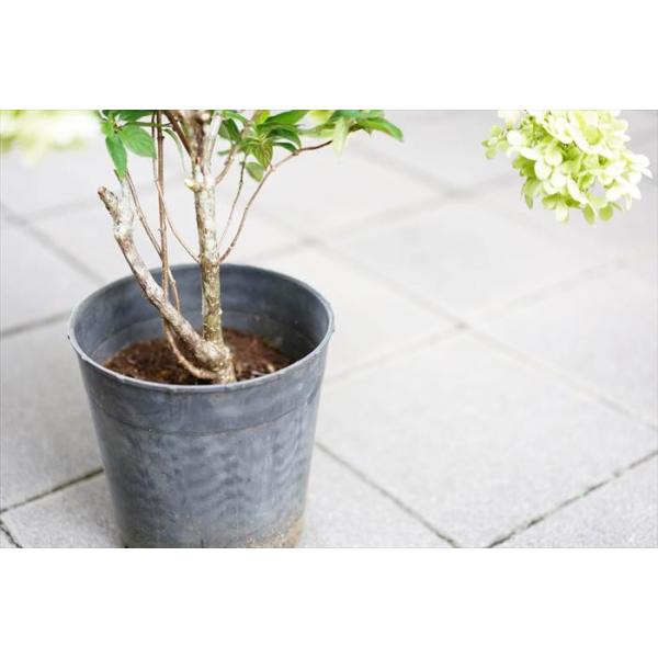 現在花ナシ剪定済み ピラミッド紫陽花 ノリウツギ ライムライト 7号 紅葉する紫陽花です 庭植えにも使えます Dejapan 手数料０円で日本の商品を購買代行 落札代行