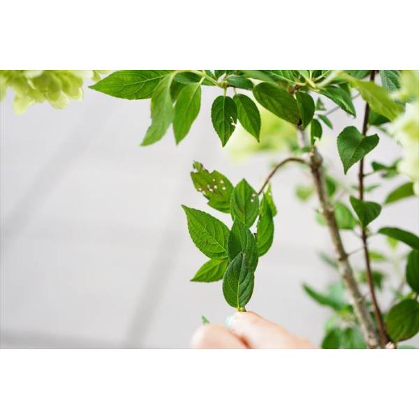 現在花ナシ剪定済み ピラミッド紫陽花 ノリウツギ ライムライト 7号 紅葉する紫陽花です 庭植えにも使えます Dejapan 手数料０円で日本の商品を購買代行 落札代行