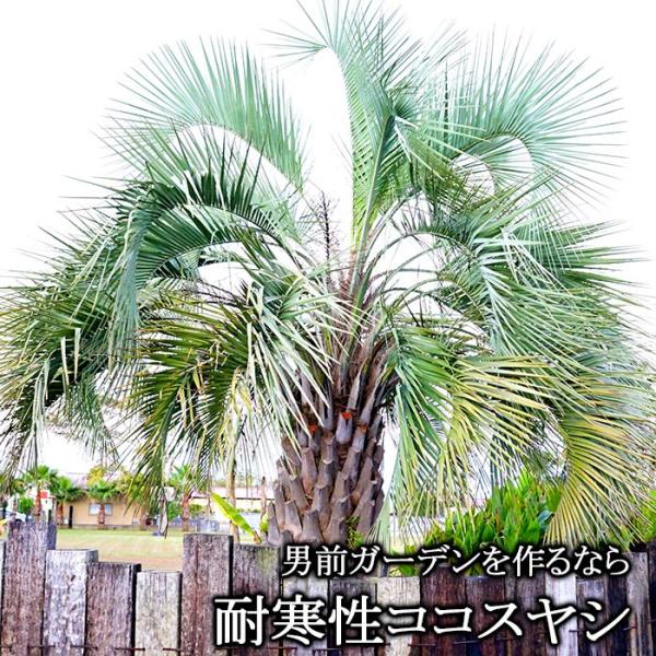 ココスヤシ 耐寒性 椰子 ヤシの木 リゾート系 植木 送料無料 ヤシ 販売 Buyee Buyee 日本の通販商品 オークションの 代理入札 代理購入
