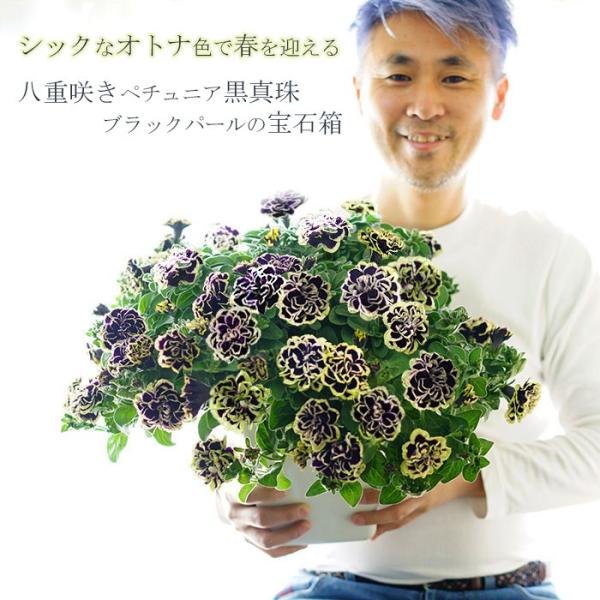送料無料 八重咲き ペチュニア 黒真珠 ブラックパールの宝石 7寸 大鉢 寄せ植え 鉢植え Takasiz Petyu7 ゲキハナ初心者さんのお花屋さん 通販 Yahoo ショッピング