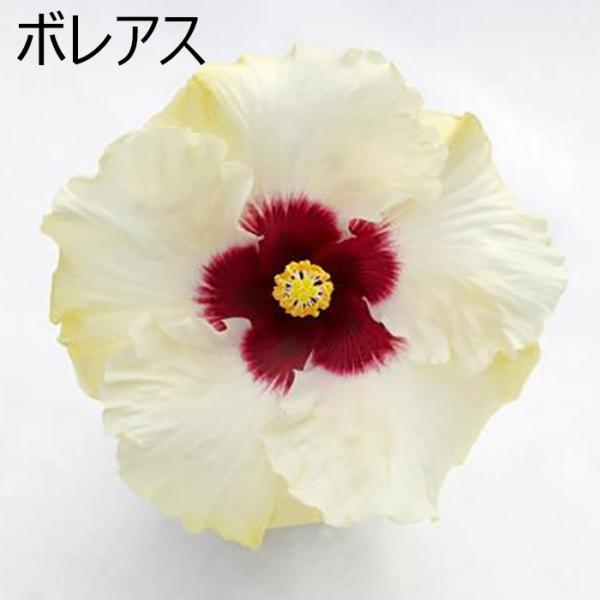 ハイビスカス 鉢植え 5号鉢 ボレアス 送料無料 長く咲く 同梱4鉢まで対応中 ヒビスカス Take 代引き不可 ラッピング メッセージカード不可 Buyee Buyee 日本の通販 商品 オークションの代理入札 代理購入