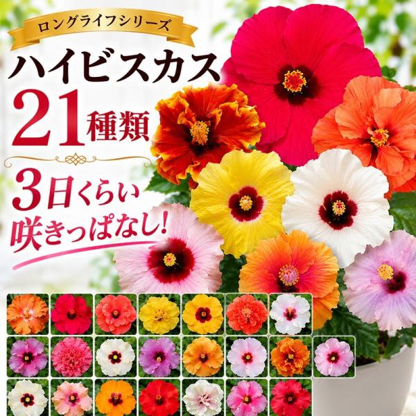 ハイビスカス ロングライフ 5号鉢 全21種 2鉢まで同梱OK 3日咲く
