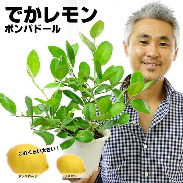 送料無料 レモン レモンの木 ポンテローザ 5号鉢 植え込み用 2年生 希少種 大実 四季なり 四季咲き Buyee Buyee Japanese Proxy Service Buy From Japan Bot Online