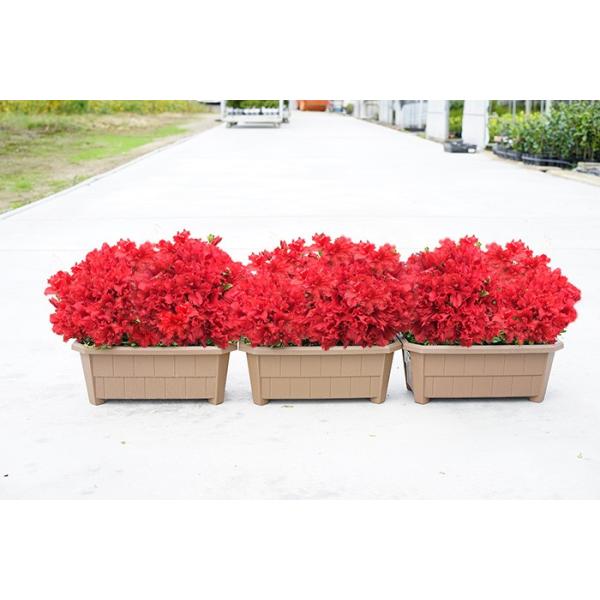 送料無料 3個セット 小輪ツツジ プランター植え 横幅約33センチ つつじ 鉢植え Buyee Buyee Japanese Proxy Service Buy From Japan Bot Online