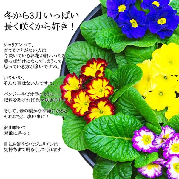 送料無料 プリムラ ジュリアン 9号 直径27cmの鉢 玄関に飾ると素敵です 香る大きな鉢植え Buyee Buyee Japanese Proxy Service Buy From Japan Bot Online