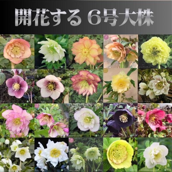 クリスマスローズ 大株 6号鉢（花なし〜蕾つき）産地直送！ 期開花予定株 花の大和コラボ 20種