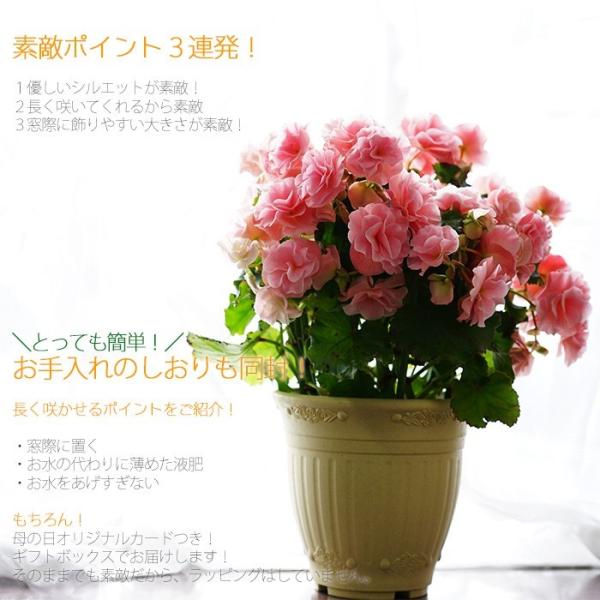 送料無料 ひらひら リーガースベゴニア バラ咲き 大株仕立て 花鉢 ギフト 贈答用 魅惑の万重咲き Yoshi Regal5 ゲキハナ初心者さんのお花屋さん 通販 Yahoo ショッピング