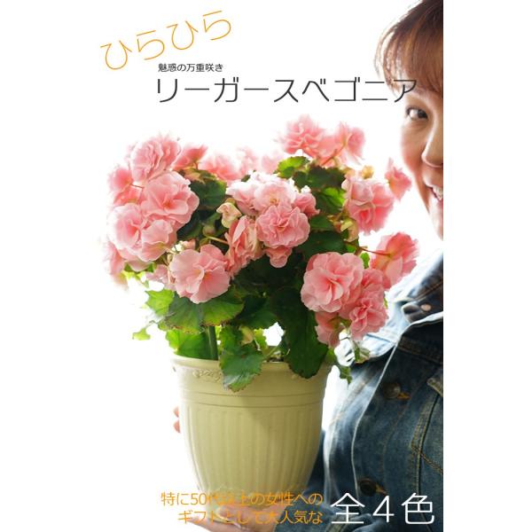 送料無料 ひらひら リーガースベゴニア バラ咲き 大株仕立て 花鉢 ギフト 贈答用 魅惑の万重咲き Buyee Buyee Japanese Proxy Service Buy From Japan Bot Online