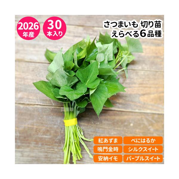 さつまいも苗 選べる6品種 30本入り 紅あずま 鳴門金時 安納イモ べにはるか シルクスイート パープルスイート はなちゃん農園