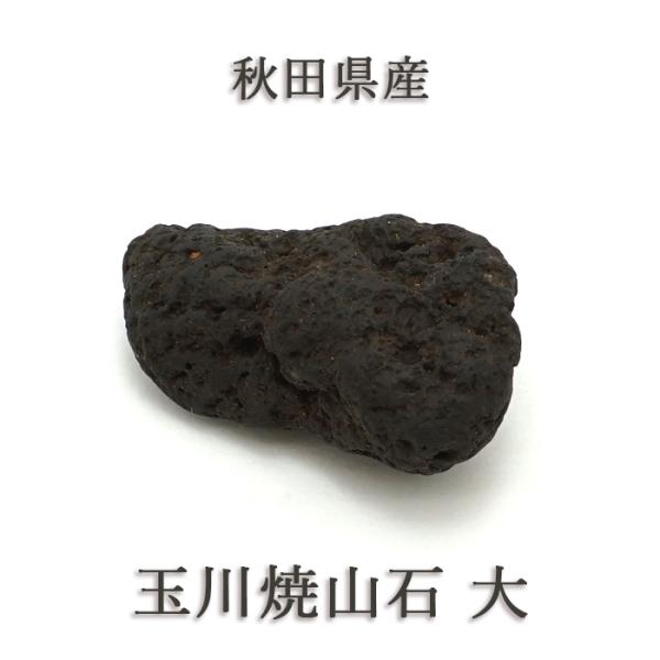 gem-kawasemi_12110000090502212004