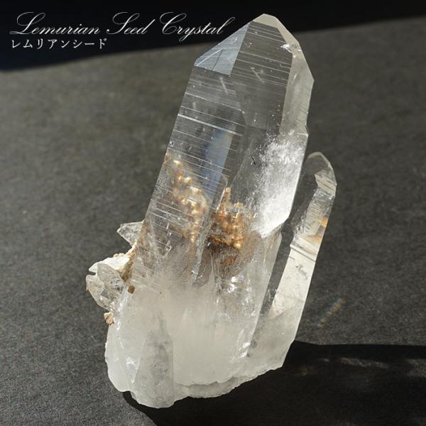 gem-kawasemi_24010000017002211017