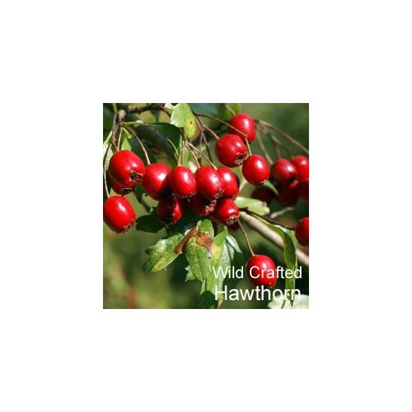 エクレクティック 有名な ホーソンベリー セイヨウサンザシ Ec384 500mg 180カプセル Ecoパック