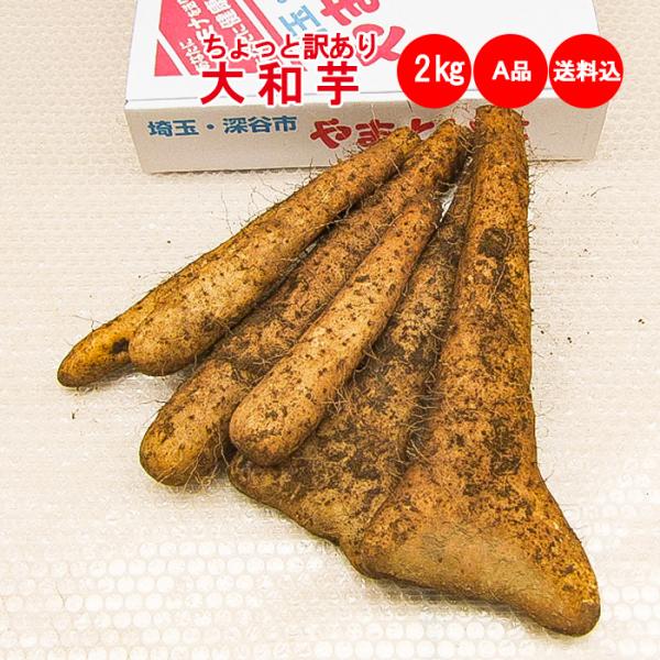 〇品目：大和芋2Kg A品：ちょっと訳あり※A品は「ちょっと訳あり」とは、長さや太さ等のサイズがAA品規格を満たさず、たまにキズやスジもあります。でも味はAA品と同等です。〇入数：大和芋2kg（５〜８本）〇発送条件配送方法：常温発送※天候に...