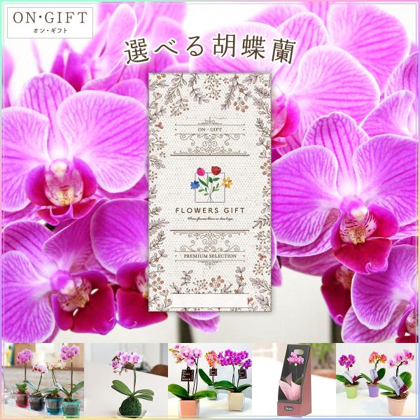 胡蝶蘭 おしゃれ 生活雑貨の人気商品 通販 価格比較 価格 Com